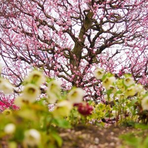 鈴鹿の森庭園、しだれ梅、3月春の花、三重県鈴鹿市の観光・撮影スポットの名所