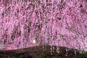 鈴鹿の森庭園、しだれ梅、3月春の花、三重県鈴鹿市の観光・撮影スポットの名所