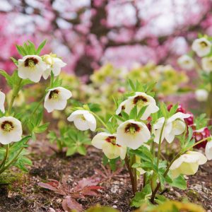 鈴鹿の森庭園、クリスマスローズ、3月春の花、三重県鈴鹿市の観光・撮影スポットの名所