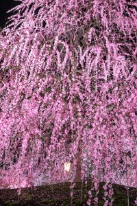 鈴鹿の森庭園、しだれ梅、3月春の花、三重県鈴鹿市の観光・撮影スポットの名所