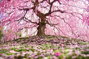 鈴鹿の森庭園、しだれ梅、3月春の花、三重県鈴鹿市の観光・撮影スポットの名所