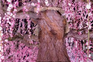鈴鹿の森庭園、しだれ梅、3月春の花、三重県鈴鹿市の観光・撮影スポットの名所