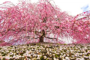 鈴鹿の森庭園、しだれ梅、3月春の花、三重県鈴鹿市の観光・撮影スポットの名所