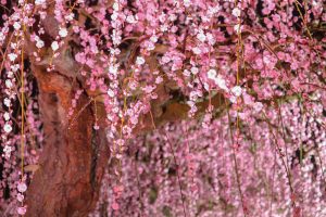 鈴鹿の森庭園、しだれ梅、3月春の花、三重県鈴鹿市の観光・撮影スポットの名所