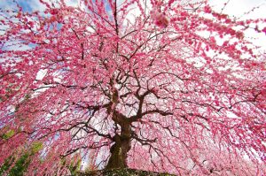 鈴鹿の森庭園、しだれ梅、3月春の花、三重県鈴鹿市の観光・撮影スポットの名所