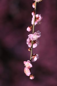 鈴鹿の森庭園、しだれ梅、3月春の花、三重県鈴鹿市の観光・撮影スポットの名所
