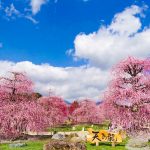 鈴鹿の森庭園、しだれ梅、3月春の花、三重県鈴鹿市の観光・撮影スポットの名所