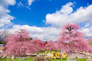 鈴鹿の森庭園、しだれ梅、3月春の花、三重県鈴鹿市の観光・撮影スポットの名所