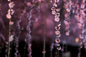 鈴鹿の森庭園、しだれ梅、3月春の花、三重県鈴鹿市の観光・撮影スポットの名所
