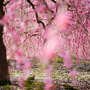 鈴鹿の森庭園、しだれ梅、3月春の花、三重県鈴鹿市の観光・撮影スポットの名所