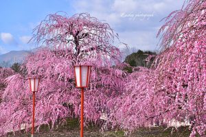 鈴鹿の森庭園、しだれ梅、3月春の花、三重県鈴鹿市の観光・撮影スポットの名所