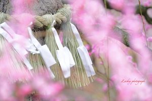 鈴鹿の森庭園、しだれ梅、3月春の花、三重県鈴鹿市の観光・撮影スポットの名所