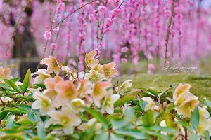 鈴鹿の森庭園、しだれ梅、3月春の花、三重県鈴鹿市の観光・撮影スポットの名所