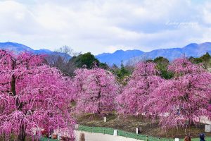 鈴鹿の森庭園、しだれ梅、3月春の花、三重県鈴鹿市の観光・撮影スポットの名所