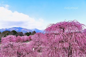 鈴鹿の森庭園、しだれ梅、3月春の花、三重県鈴鹿市の観光・撮影スポットの名所
