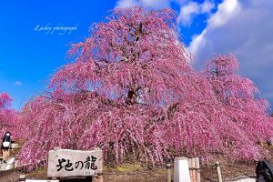鈴鹿の森庭園、しだれ梅、3月春の花、三重県鈴鹿市の観光・撮影スポットの名所