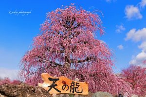 鈴鹿の森庭園、しだれ梅、3月春の花、三重県鈴鹿市の観光・撮影スポットの名所