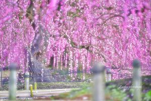 鈴鹿の森庭園、しだれ梅、3月春の花、三重県鈴鹿市の観光・撮影スポットの名所