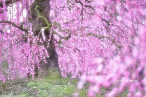 鈴鹿の森庭園、しだれ梅、3月春の花、三重県鈴鹿市の観光・撮影スポットの名所