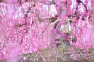 鈴鹿の森庭園、しだれ梅、3月春の花、三重県鈴鹿市の観光・撮影スポットの名所