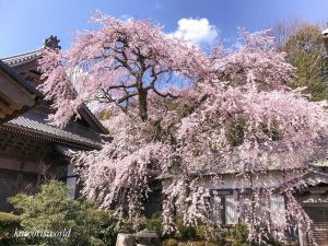 勝泉寺、しだれ桜、3月春の花、三重県いなべ市の観光・撮影スポ勝泉寺、しだれ桜、3月春の花、三重県いなべ市の観光・撮影スポットの画像と写真