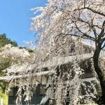 勝泉寺、しだれ桜、3月春の花、三重県いなべ市の観光・撮影スポットの画像と写真