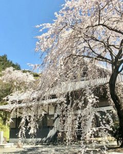 勝泉寺、しだれ桜、3月春の花、三重県いなべ市の観光・撮影スポットの画像と写真