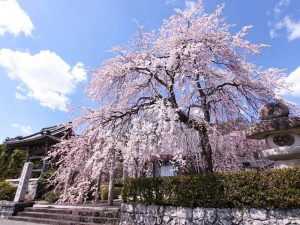 勝泉寺、しだれ桜、3月春の花、三重県いなべ市の観光・撮影スポットの画像と写真