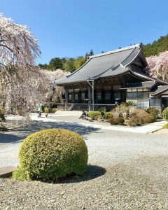 勝勝泉寺、しだれ桜、3月春の花、三重県いなべ市の観光・撮影スポットの画像と写真