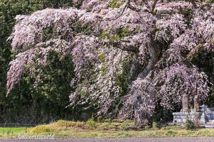 勝泉寺、しだれ桜、3月春の花、三重県いなべ市の観光・撮影スポットの画像と写真
