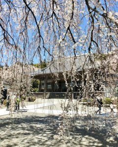 勝泉寺、しだれ桜、3月春の花、三重県いなべ市の観光・撮影スポットの画像と写真
