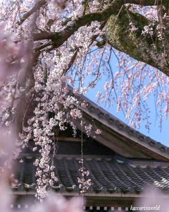 勝泉寺、しだれ桜、3月春の花、三重県いなべ市の観光・撮影スポットの画像と写真