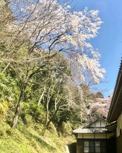 勝泉寺、しだれ桜、3月春の花、三重県いなべ市の観光・撮影スポットの画像と写真