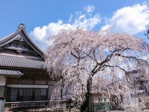 勝泉寺、しだれ桜、3月春の花、三重県いなべ市の観光・撮影スポットの画像と写真