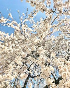 勝泉寺、しだれ桜、3月春の花、三重県いなべ市の観光・撮影スポットの画像と写真