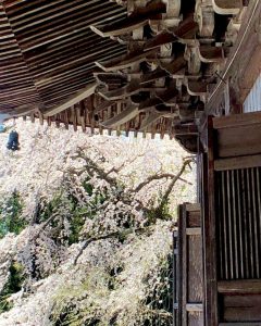 勝泉寺、しだれ桜、3月春の花、三重県いなべ市の観光・撮影スポットの画像と写真