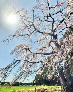 勝泉寺、しだれ桜、3月春の花、三重県いなべ市の観光・撮影スポットの画像と写真