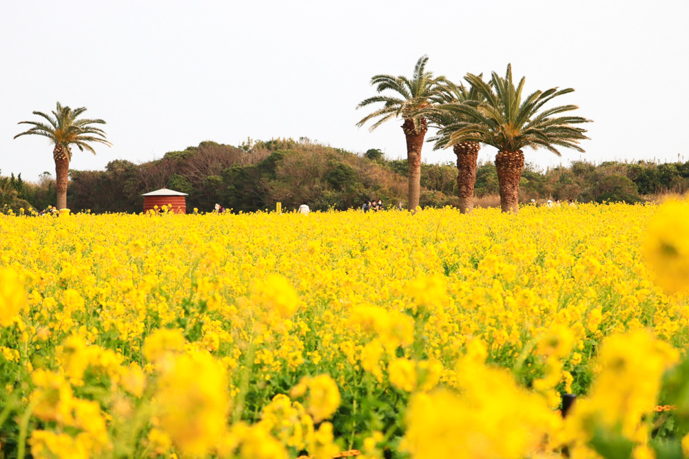 伊良湖菜の花ガーデン、2月の春の花、愛知県田原市の観光・撮影スポットの画像と写真