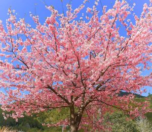 種まき権兵衛の里、河津桜、2月春の花、三重県北牟婁郡の観光・撮影スポットの画像と写真