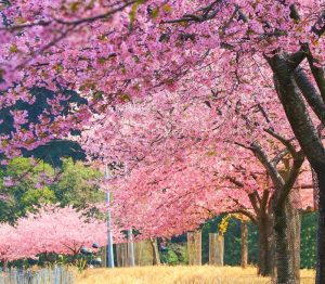 種まき権兵衛の里、河津桜、2月春の花、三重県北牟婁郡の観光・撮影スポットの画像と写真