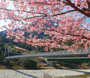 種まき権兵衛の里、河津桜、2月春の花、三重県北牟婁郡の観光・撮影スポットの画像と写真