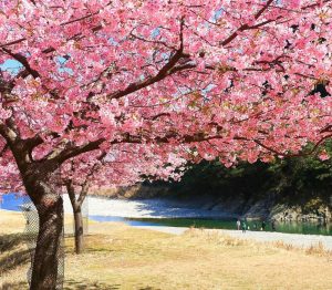 種まき権兵衛の里、河津桜、2月春の花、三重県北牟婁郡の観光・撮影スポットの画像と写真