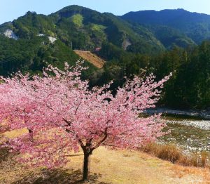 種まき権兵衛の里、河津桜、2月春の花、三重県北牟婁郡の観光・撮影スポットの画像と写真