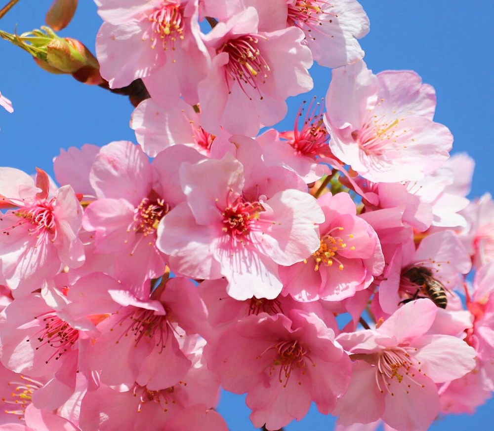 種まき権兵衛の里、河津桜、2月春の花、三重県北牟婁郡の観光・撮影スポットの画像と写真
