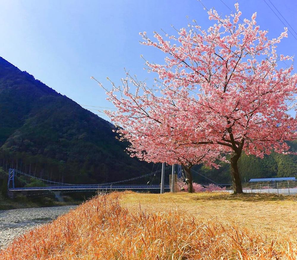 種まき権兵衛の里、河津桜、2月春の花、三重県北牟婁郡の観光・撮影スポットの画像と写真