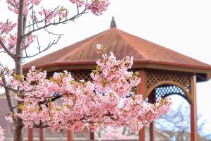 戸田川緑地、河津桜、3月の春の花、名古屋市港区の観光・撮影スポットの画像と写真