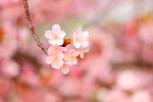 戸田川緑地、河津桜、3月の春の花、名古屋市港区の観光・撮影スポットの画像と写真