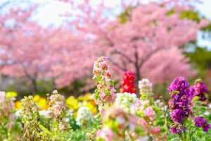 戸田川緑地、河津桜、3月の春の花、名古屋市港区の観光・撮影スポットの画像と写真