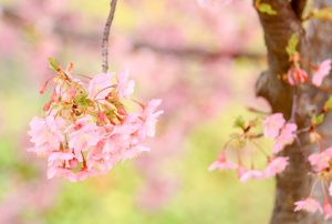 戸田川緑地、河津桜、3月の春の花、名古屋市港区の観光・撮影スポットの画像と写真