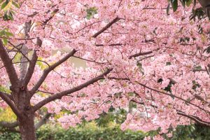 戸田川緑地、河津桜、3月の春の花、名古屋市港区の観光・撮影スポットの画像と写真